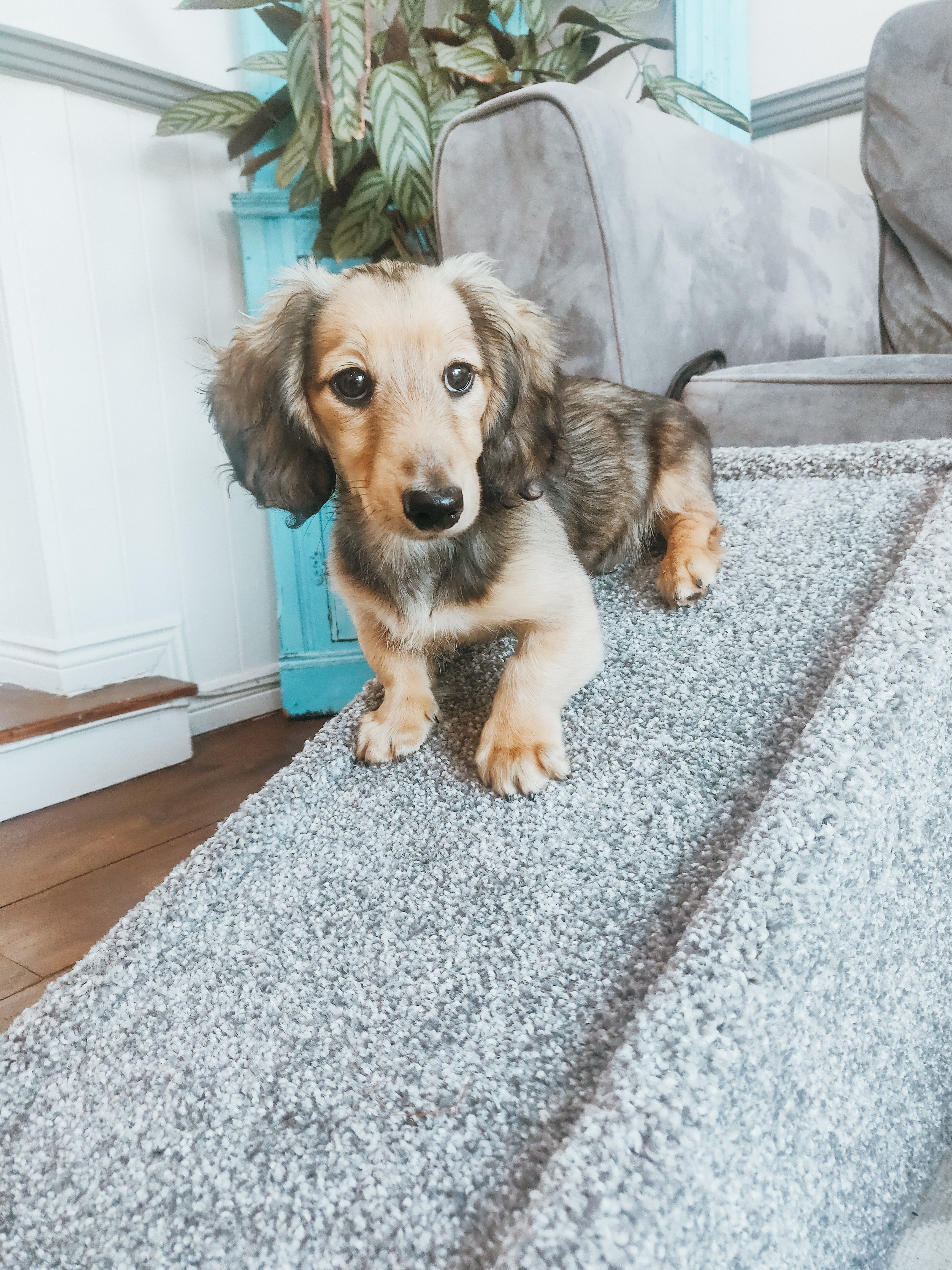 Pet ramp with clearance landing