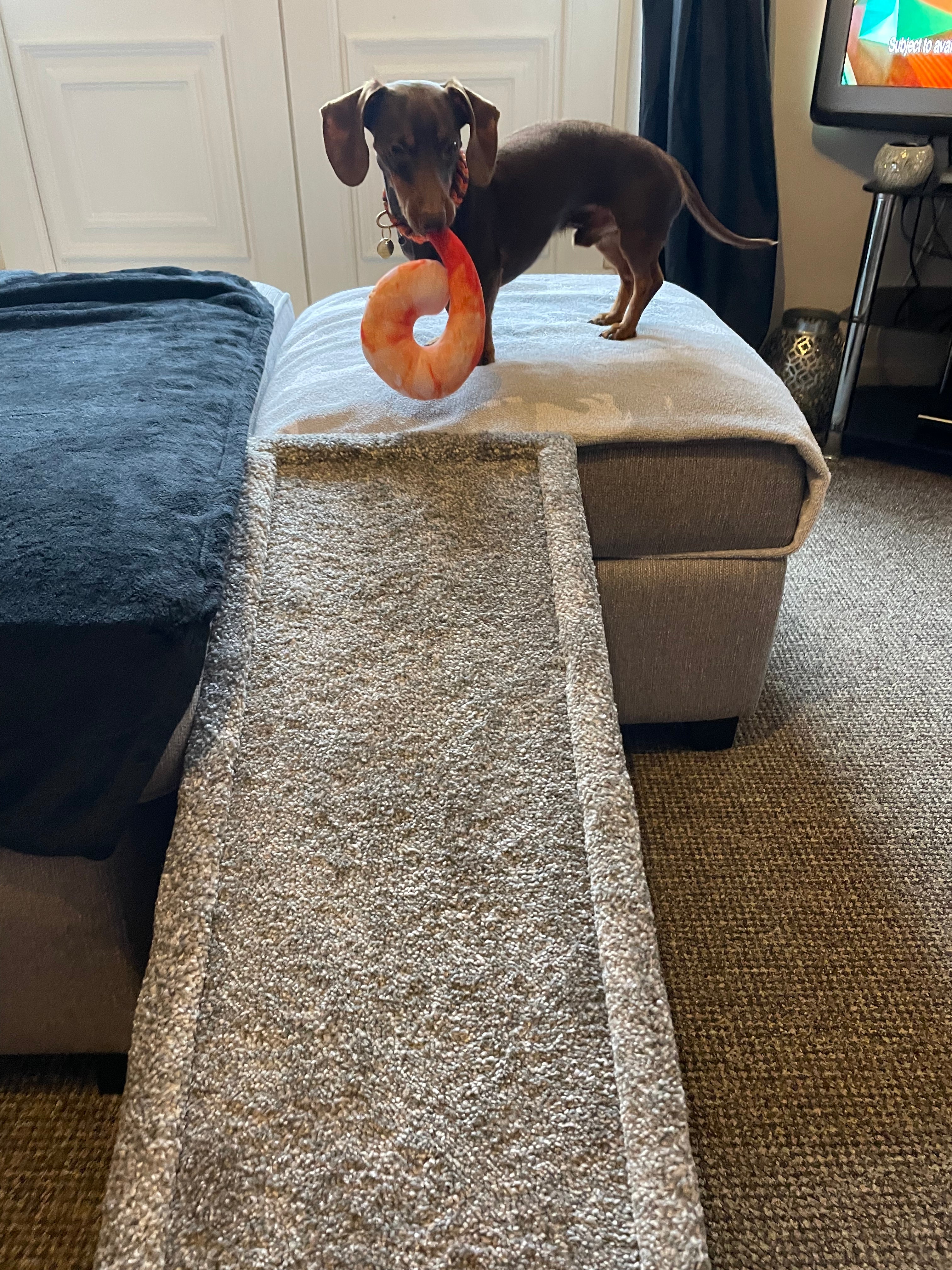 Dog ramp for outlet stairs inside